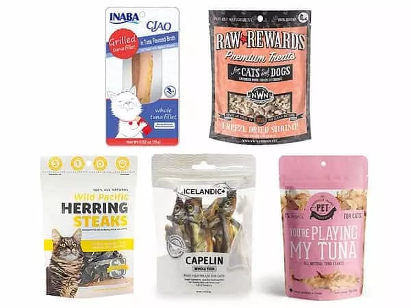 Is Tuna Bad for Cats A 5 Step Program for Tunaholics